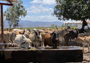 Солнечная насосная система для водоснабжения скота